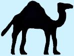 CampbellCamel1